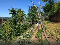 Land plot 536 m² - Agmashenebeli, Chakvi, Georgia